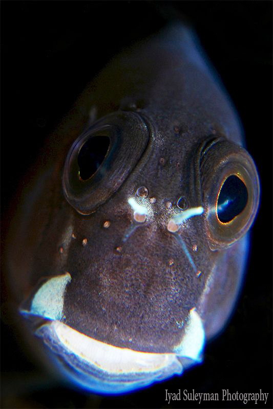 Blenny Portrait, Redang Island by Iyad Suleyman 