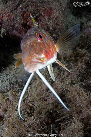 "Baffone" this goat fish was swimming towards me when I s... by Gaetano Gargiulo 