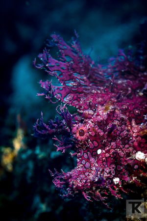 Weedy scorpionfish aka Rhinopias at Badang Bai, Bali. by Tommi Kokkola 