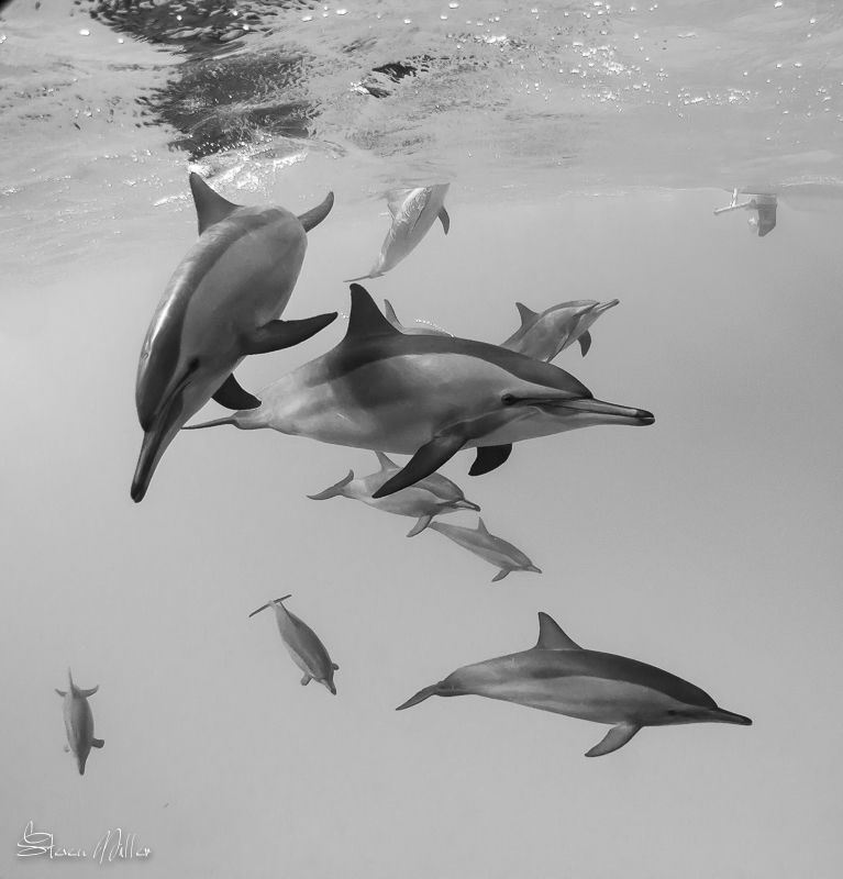 Fast shutter speeds are key for these fast Spinner Dolphi... by Steven Miller 