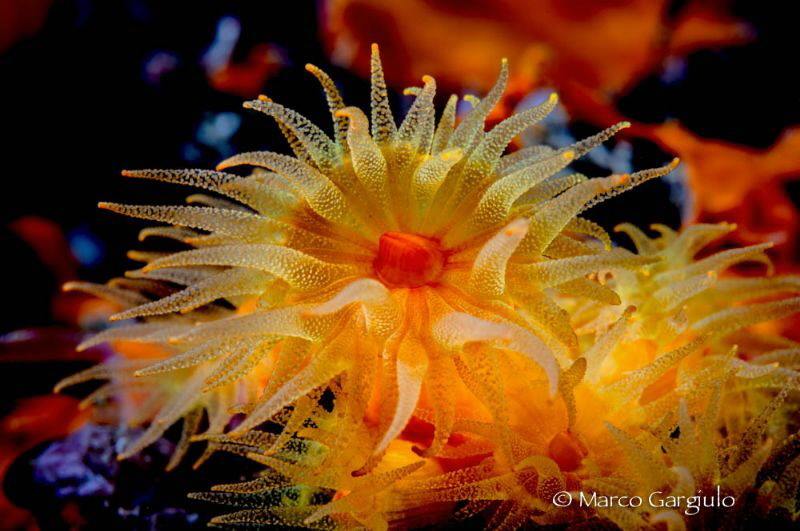 Yellow Daisy by Marco Gargiulo 