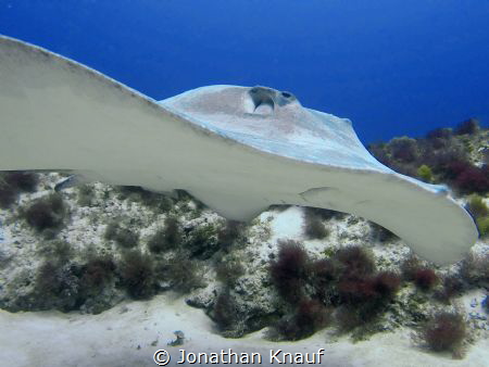 Caribbean Whiptail Stingray by Jonathan Knauf 