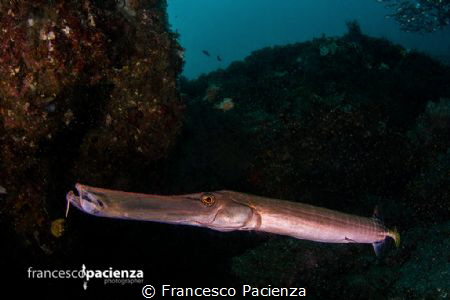 Hello! by Francesco Pacienza 