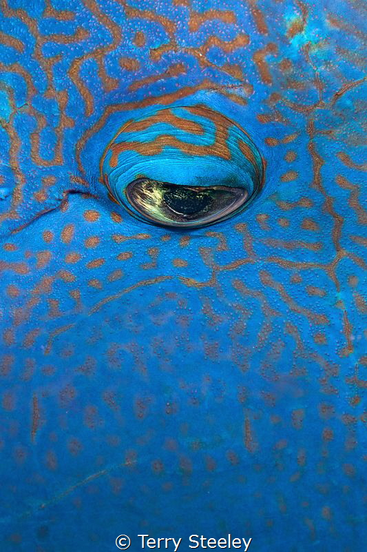 Eye to Eye. 
I was shooting Macro on this particular div... by Terry Steeley 