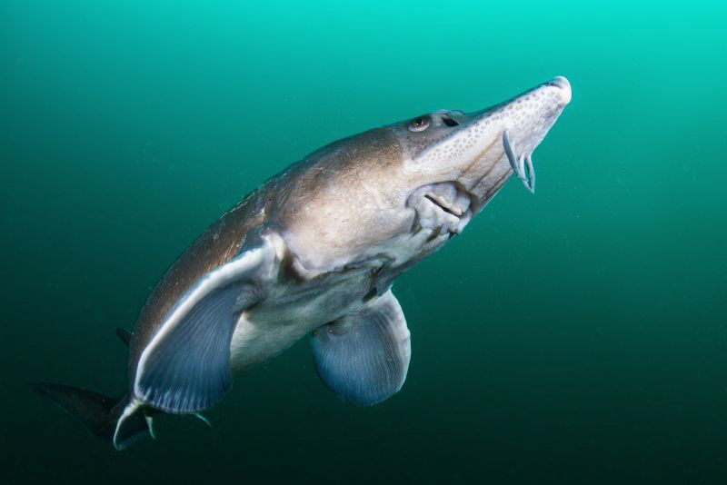 Fresh Water
Sturgeon close up
Nikon D800
Nauticam 
Si... by Spencer Burrows 