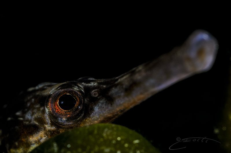 ~ Look at Me ~

Recently started a portfolio, Eyes, whi... by Geo Cloete 