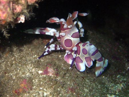 clownshrimp D100 and a light and motion housing by Martin Van Gestel 