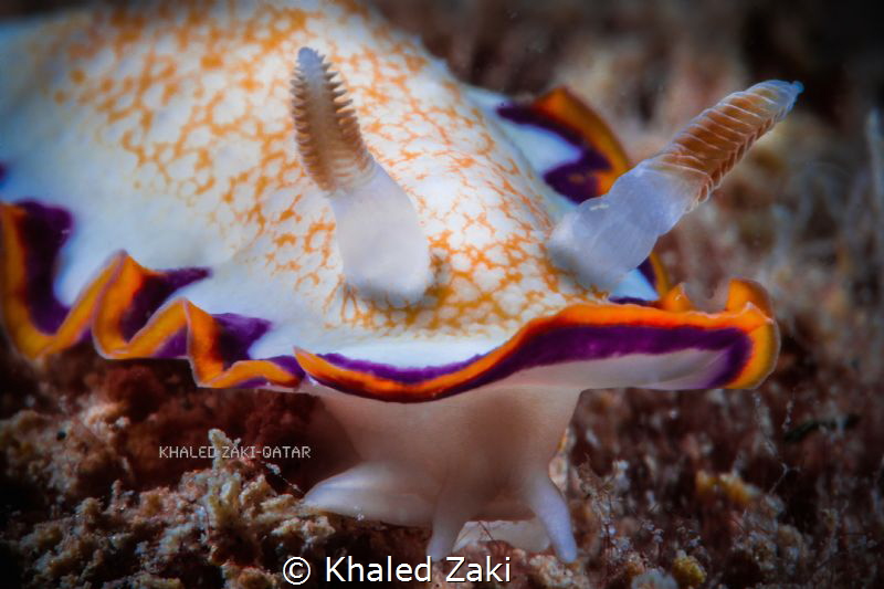 Nudibranch  Doha Qatar taken by Canon 5D mk3 in Nauticam ... by Khaled Zaki 