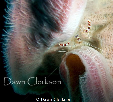 This banded coral shrimp was buried in the lilac vase spo... by Dawn Clerkson 