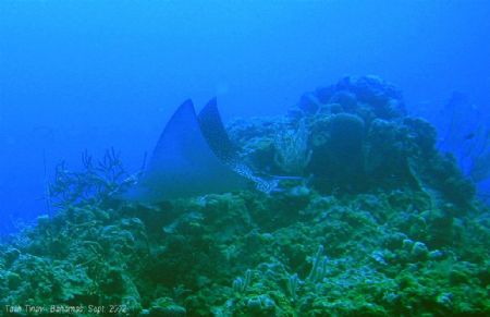 Graceful Eaglerays by Talih Tinay 