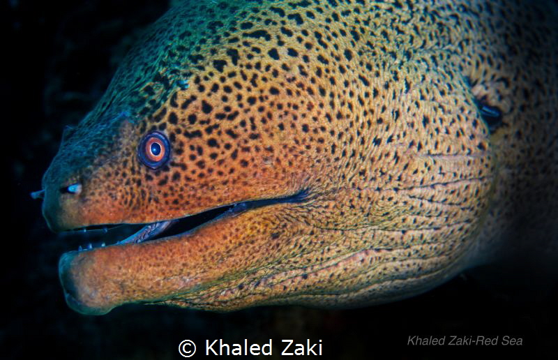 Giant Moray by Khaled Zaki 