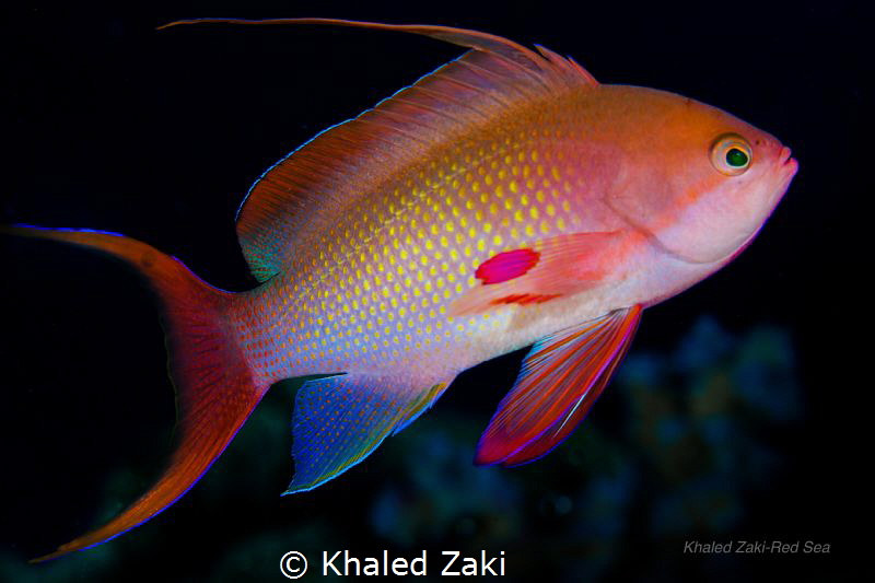 Lyretail anthias by Khaled Zaki 