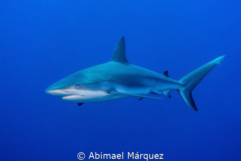 Caribbean Reef Shark by Abimael Márquez 