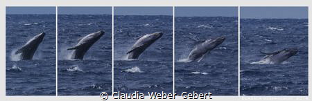 the big splash jump.......... 
humpbach whale by Claudia Weber-Gebert 