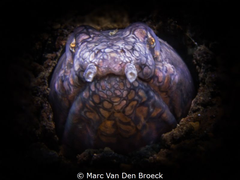 snakenose by Marc Van Den Broeck 
