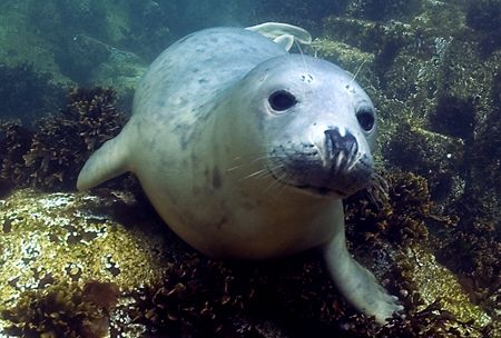 Grey seal taken in the shallows at the end of a dive in t... by Jane Morgan 