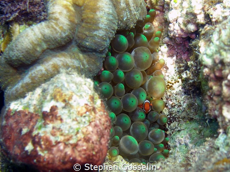 Finding Nemo!!! by Stephan Gosselin 