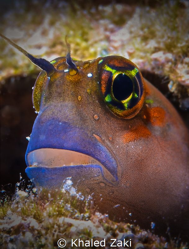 Blenny Fish -Qatar by Khaled Zaki 