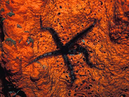 Twinkle, Twinkle... - A blunt-spined brittle star makes t... by Laszlo Ilyes 