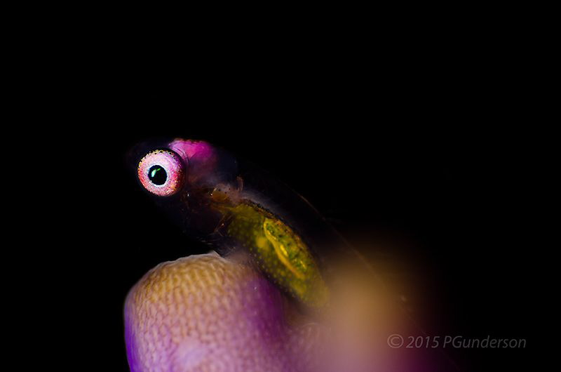 Pink Eyes by Pat Gunderson 