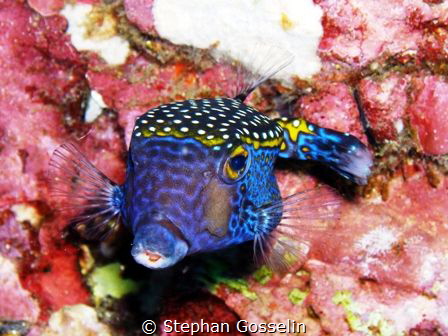 Colorful. by Stephan Gosselin 