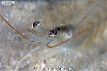white on white... playing with a very patient shrimp. the... by Gaetano Gargiulo 