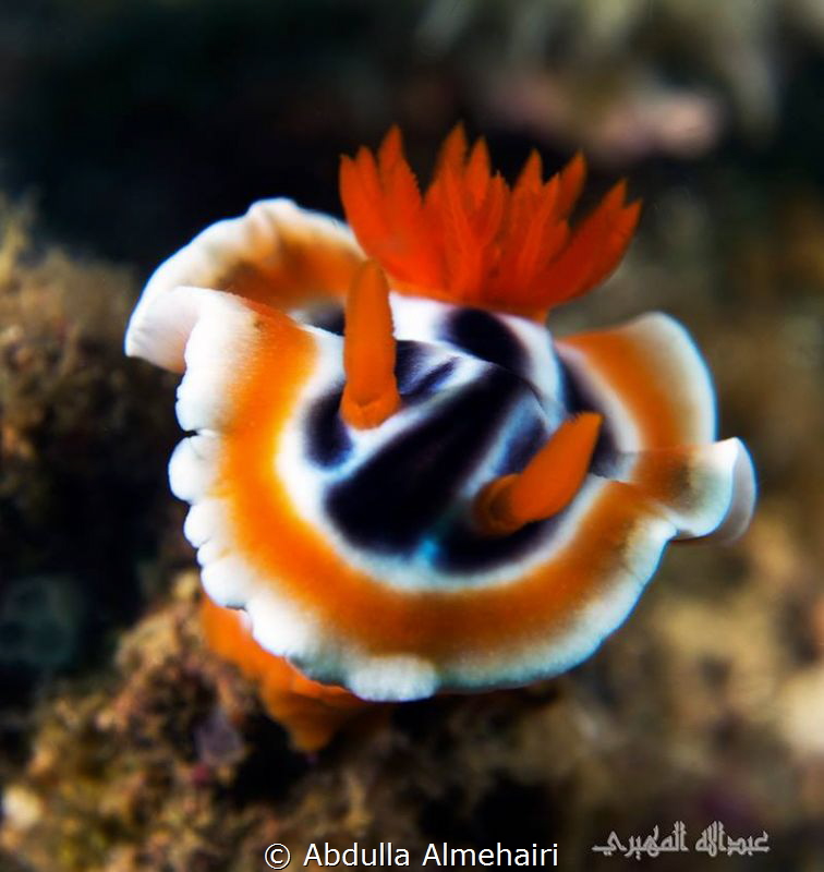 MACRO by Abdulla Almehairi 