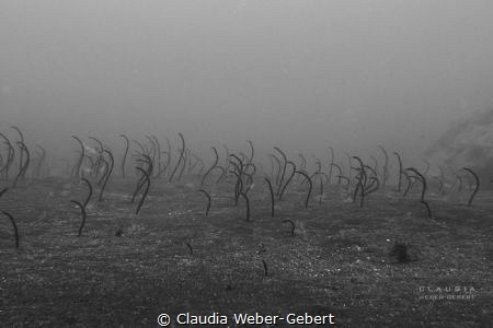 moonsurface with aliens......
Heteroconger longissimus by Claudia Weber-Gebert 