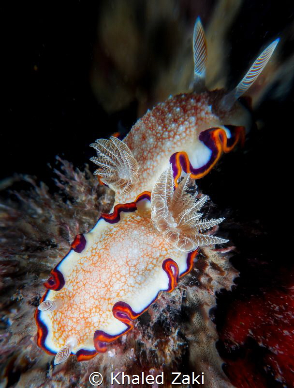 2 is a company Nudibranch-Qatar by Khaled Zaki 