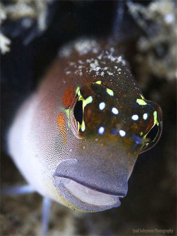 Blenny by Iyad Suleyman 