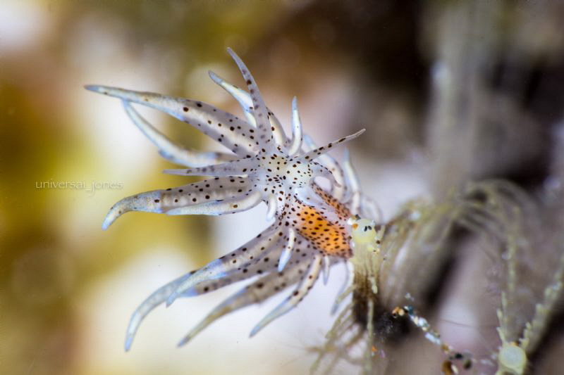 Eubranchus sp. by Wayne Jones 