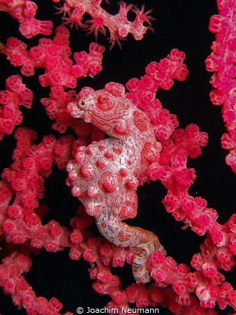 Pygmy Seahorse by Joachim Neumann 