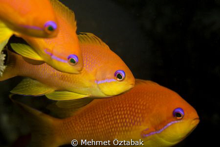 Aqaba Gulf /Jordan Canon 650D-100 mm Makro lens by Mehmet Öztabak 