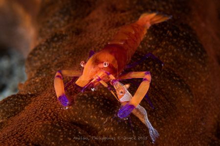 Hey Buddy!
Periclimenes imperator
Anilao
7DMII in S&S ... by Joyce Chang 