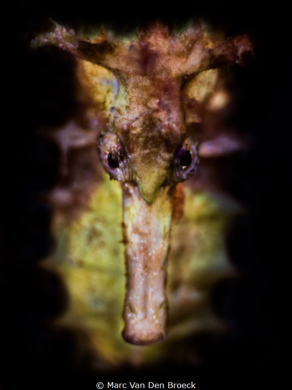 "see" horse by Marc Van Den Broeck 