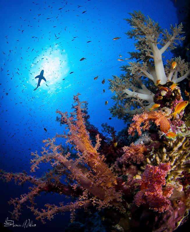 Red Sea corals by Steven Miller 