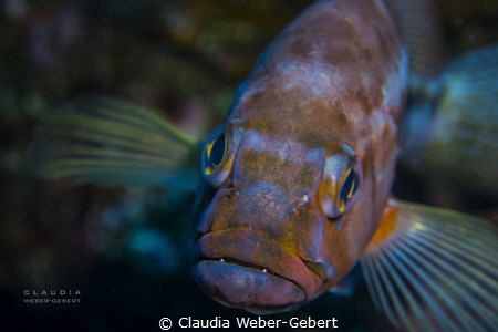 smart little guy.......
young grouper coming close by Claudia Weber-Gebert 