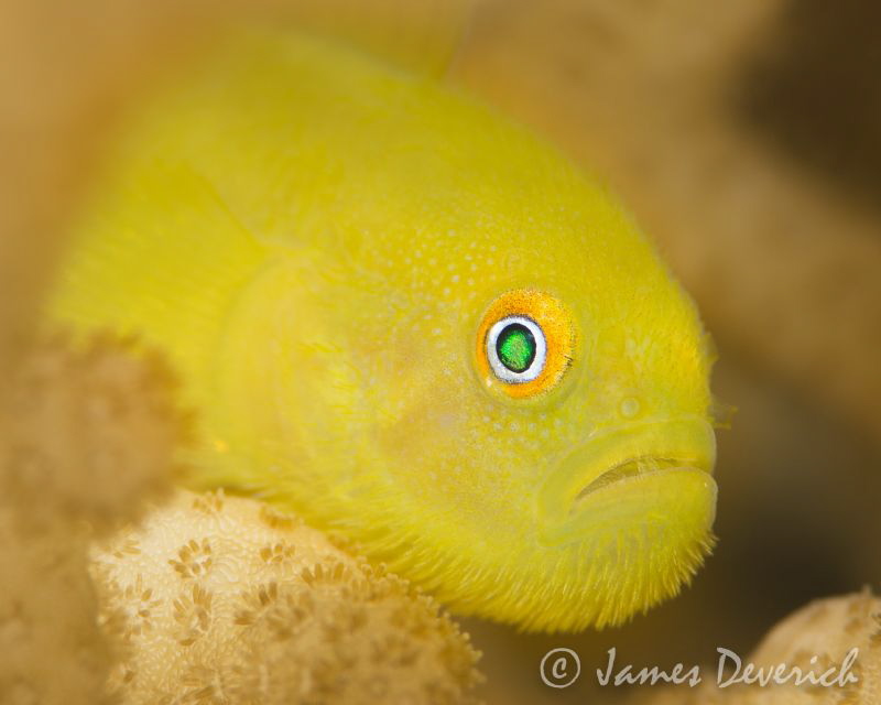 Yellow Mo-vember / Bearded Goby by James Deverich 