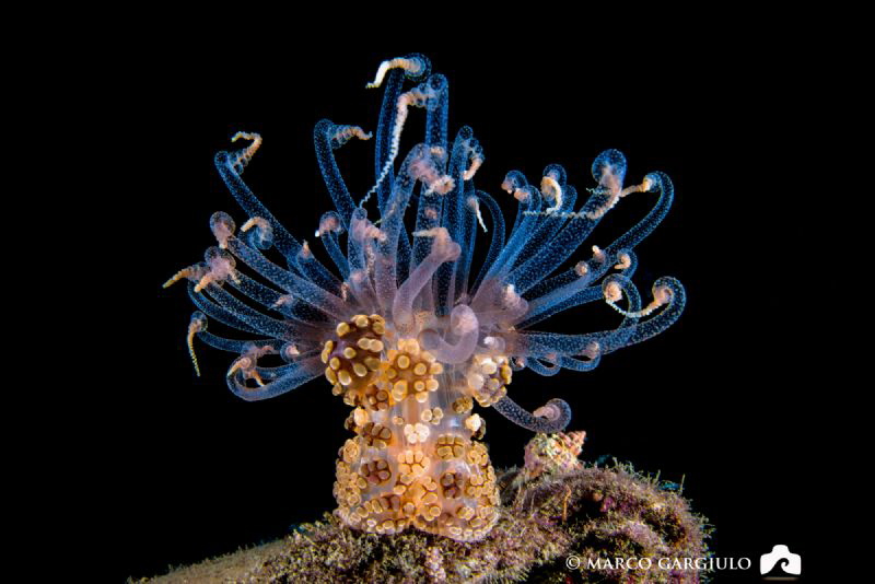 Night Beauty, Alicia mirabilis, Night Dive by Marco Gargiulo 