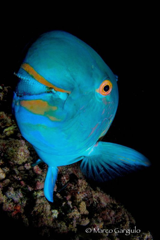 Parrot Fish by Marco Gargiulo 