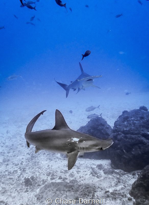 "Hammer Time"
Dancing Hammerheads over a sandy bottom! by Chase Darnell 