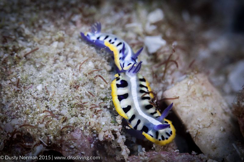 "Nudi Train"
Two Purple Crown Sea Goddess' following eac... by Dusty Norman 