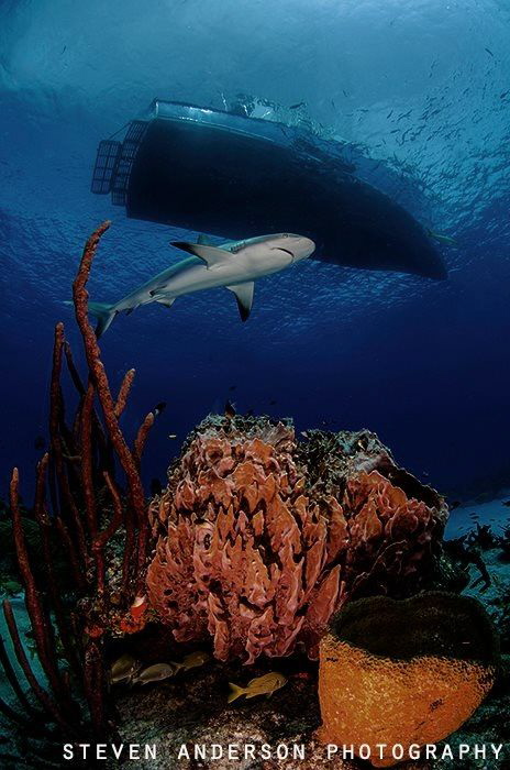Clear water and healthy reefs enhance the presence of sha... by Steven Anderson 