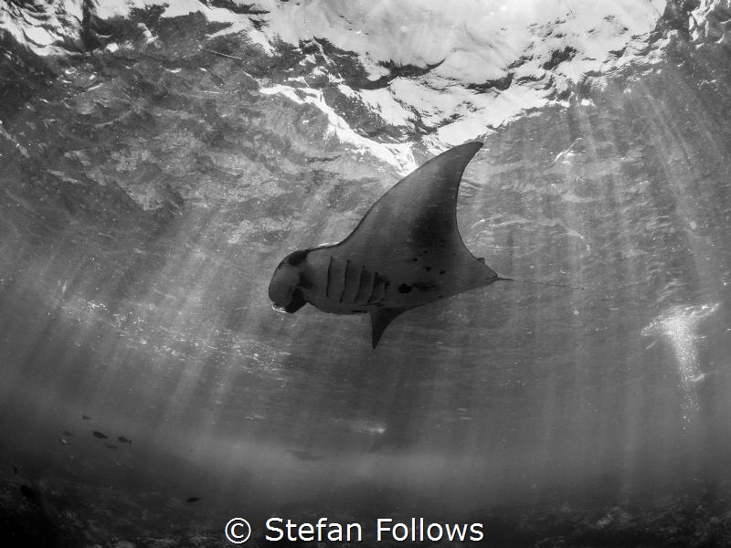 Hankering. Manta Ray - Manta birostris. Manta Point, Bali... by Stefan Follows 