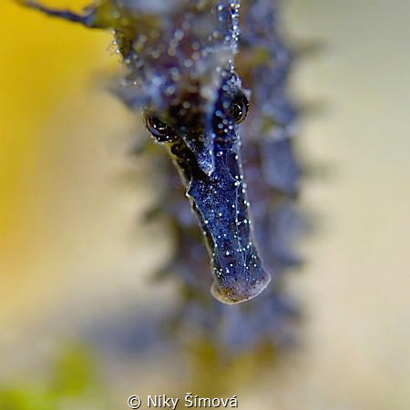 dark sea horse by Niky Šímová 