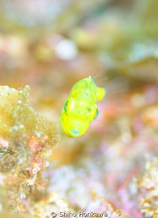 So cute baby!! by Shiho Horikawa 