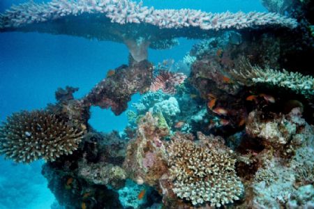 Lion and antheas in coral Taken in 2005 on traditional fi... by Dino Imbimbo 