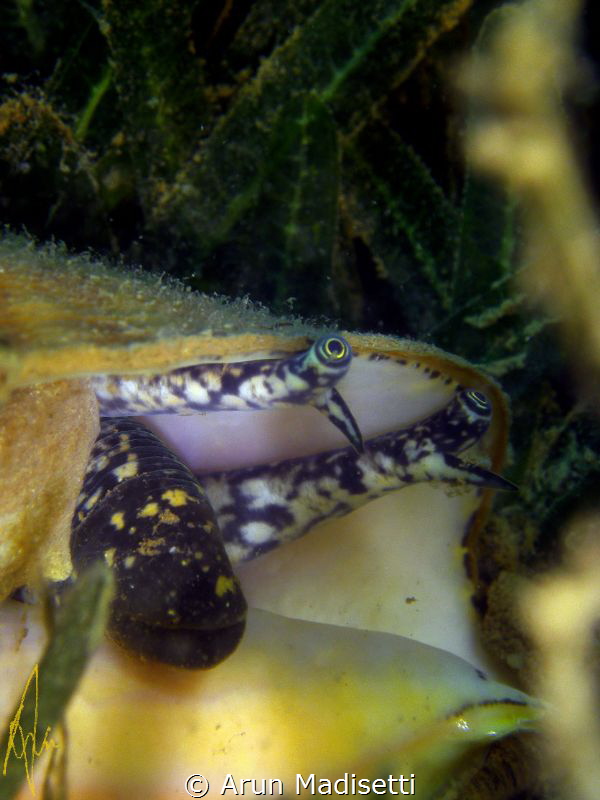 Gizza Kiss (Queen conch extending to feed.) by Arun Madisetti 