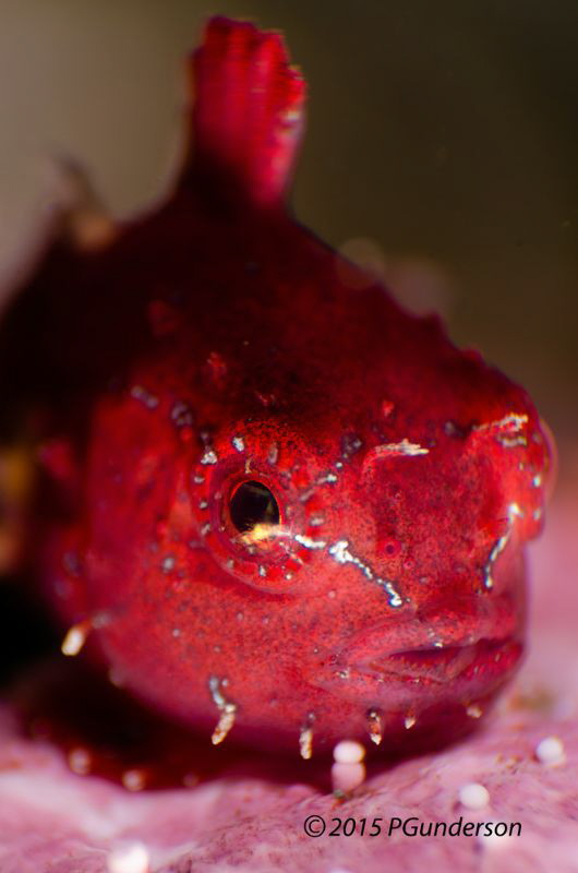 Little Red Pacific Spiny Lumpsucker by Pat Gunderson 