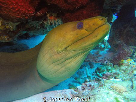 Green Moray by Jonathan Knauf 